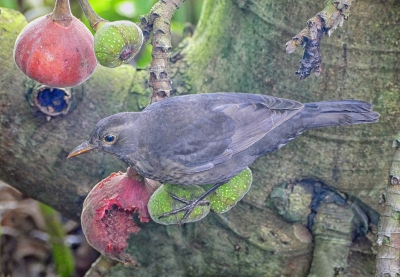 Female Blackbird Feasting